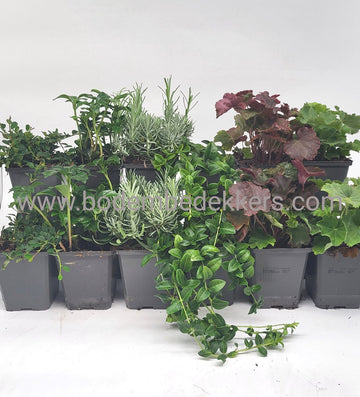 24x (stuks) Tuinplanten mix - 9cm pot - 12x 2 stuks in de mix - Bodembedekkers - Visuele mooie tuinplanten - Bodembedekker - Vaste plant - Tuinplant - Winterhard - Groenblijvend - Groen
