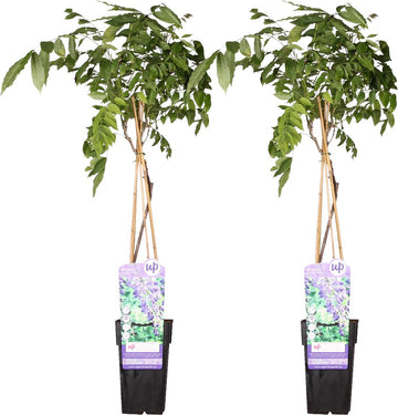 2x Blauwe Regen, kleur Lavendel Blauw, Klimplant, Wisteria sinensis 'Prolific' - ↨65cm - Ø15