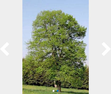 25 x Tilia cordata - Winterlinde 60- 90 cm blote wortel