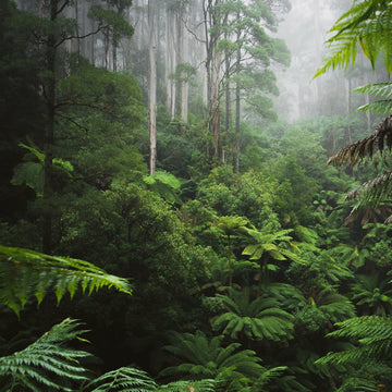 Fotobehang - Vlies Behang - Tropisch Regenwoud - Jungle - Bos - 368 x 254 cm