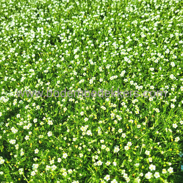 24x (stuks) Sagina sub. 'Supreme' 9cm pot - Bodembedekker - Tuinplant - Winterhard - Groenblijvend - Groen
