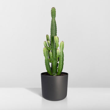 Cactus Euphorbia Acrurensis - Kamerplant - stekelig cactus voor binnen - 90cm