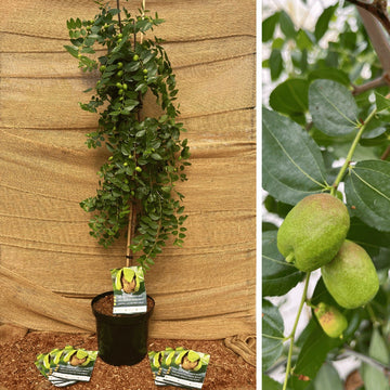 Chinese Dadelboom | Ziziphus jujuba | Boomhoogte 100/150 | Cont: 10 liter
