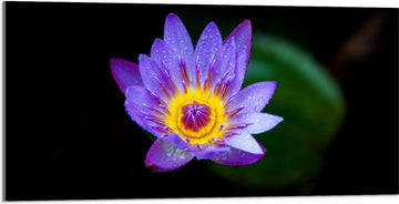 Acrylglas - Bloem - Paars - Druppels - Bladeren - Natuur - 100x50 cm Foto op Acrylglas (Wanddecoratie op Acrylaat)