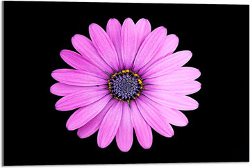 Acrylglas - Bloem - Roze - Bladeren - 75x50 cm Foto op Acrylglas (Met Ophangsysteem)