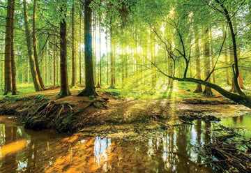 Fotobehang - Zonnig Bos met een Beek - Bomen - Natuur - Vliesbehang - 416 x 254 cm (4 behangvellen)