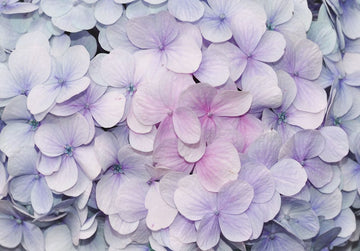 Fotobehang - Vlies Behang - Paarse Bloemen - 254 x 184 cm