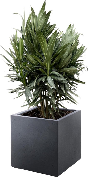 Nerium Oleander struik met rode bloem - hoogte 110 cm- potmaat Ø22, voor buiten
