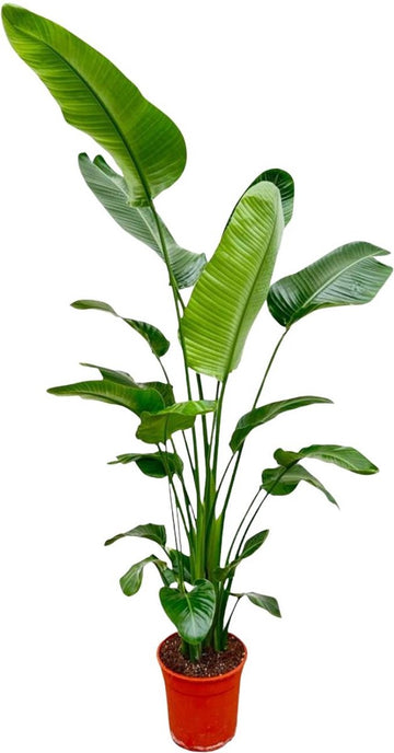 Strelitzia Nicolai 200 cm - Grote Kamerplant - Sterk luchtzuiverende plant voor diverse ruimtes