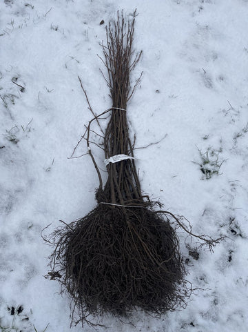 25 x Alnus glutinosa - Zwarte els 60- 90 cm blote wortel