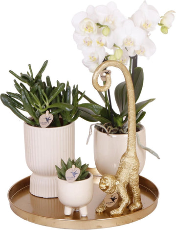 Kolibri Company | Gift set Luxury Living | Plantenset met witte Phalaenopsis Orchidee en Succulenten incl. keramieken sierpotten -