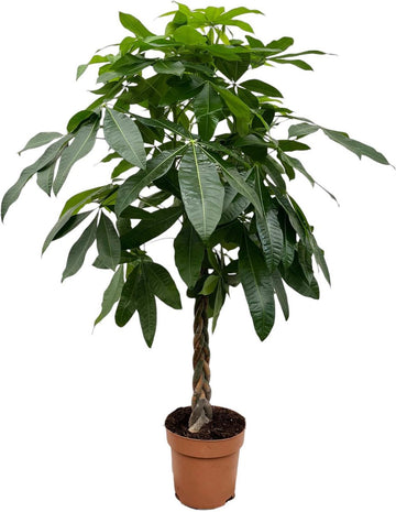 Pachira Aquatica - 180 cm - ø27