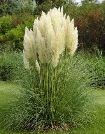 4x Cortaderia selloana'Pumila' - Dwergpampasgras in 3 liter pot met planthoogte 30cm