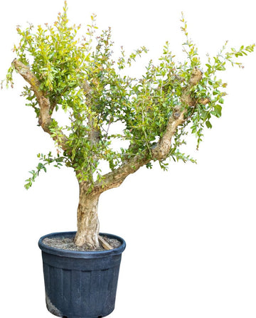 Granaatappelboom Punica granatum h 155 cm st. omtrek 35 cm