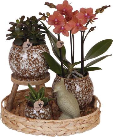 Gift set Untamed Nature | Plantenset met rode Phalaenopsis Orchidee en Succulenten incl. keramieken sierpotten
