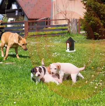 Anti Blaffen Dier Vriendelijk Apparaat Huis Vorm Hond Blaffen Controle Training Apparaten Ultrasone Hond Blaffen Afschrikmiddel Stop Hond Blaffen Apparaat Tot 50 Ft
