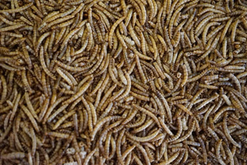 Meelwormen - Kippenvoer - 60 Liter - 10 kg
