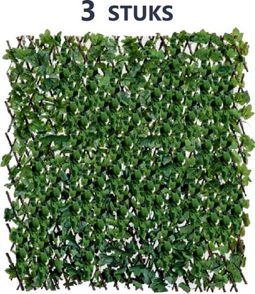 Grote variant Polyscias scutellaria (Polysicas Fabian) | Goede luchtzuiveraar voor binnenruimtes - 160 cm hoog - ⌀27