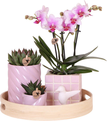 Kolibri Company | Gift set Colourful Optimism | Plantenset met roze Phalaenopsis Orchidee en Succulenten incl. keramieken sierpotten