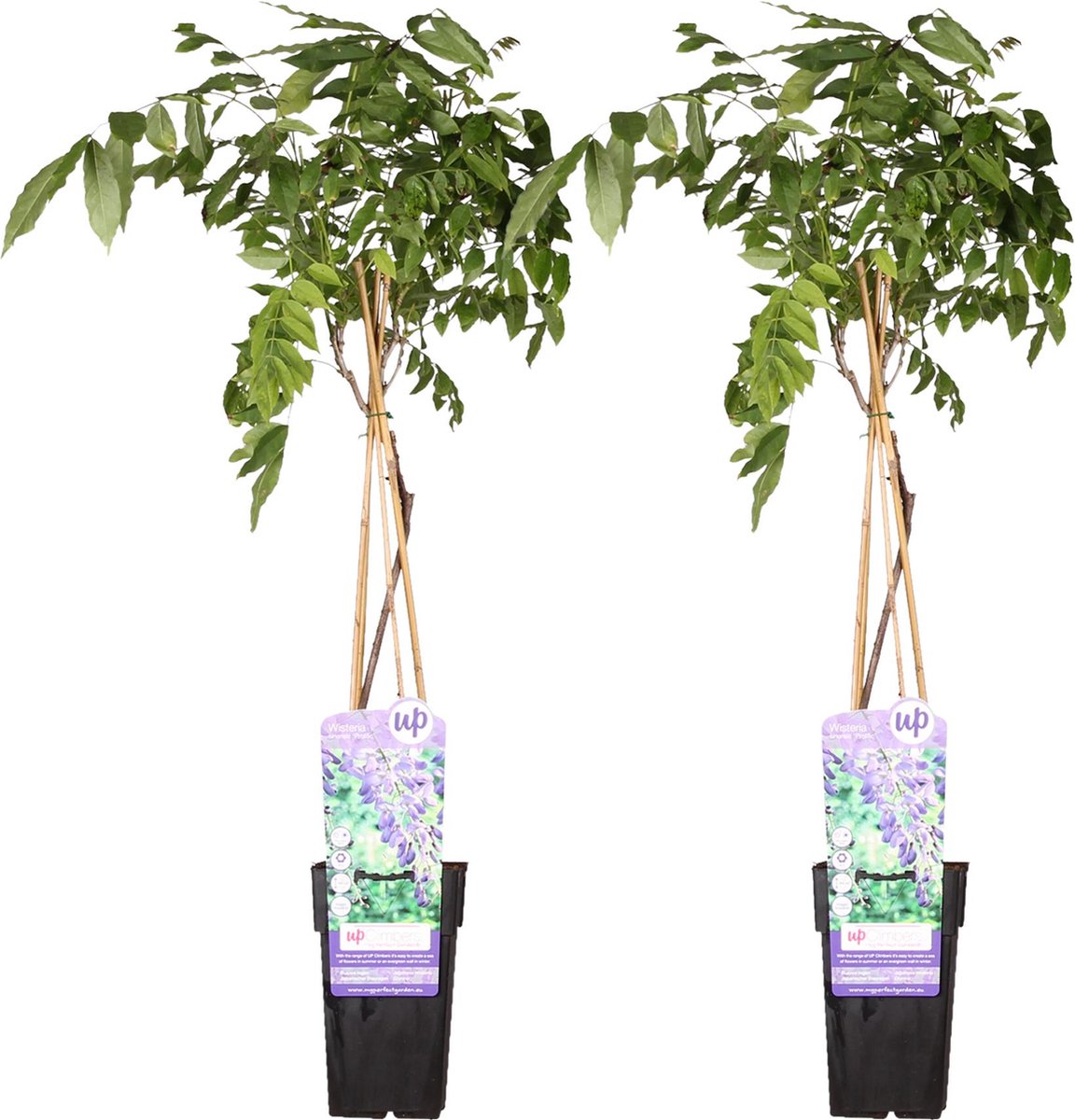 2x Blauwe Regen, kleur Lavendel Blauw, Klimplant, Wisteria sinensis 'Prolific' - ↨65cm - Ø15