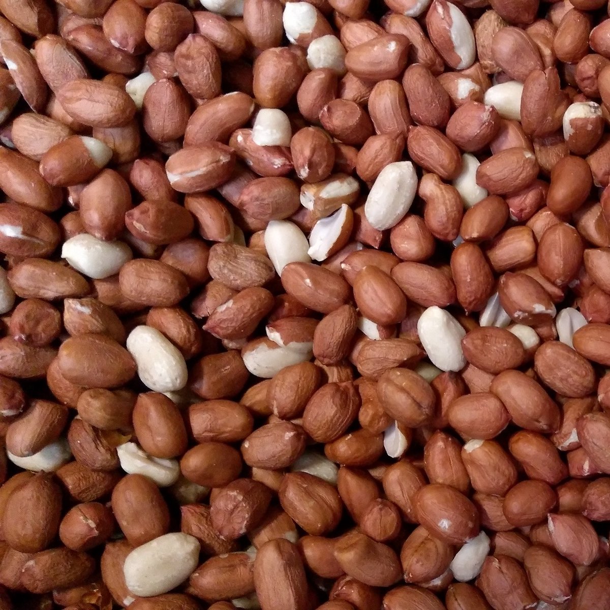 Pinda's - Gepelde Pinda's - Hoge kwaliteit - Olierijk - 20kg (2x10kg)