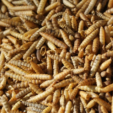 Nutriworms - Larve Zwarte Soldaatvlieg - 71,4 Liter - 10KG - Buitenvogelvoer
