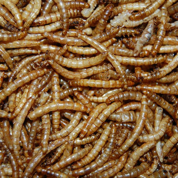 Gedroogde Meelwormen Bulkdoos 10KG - Voedzaam - Geschikt voor Vogels, Vissen en Reptielen