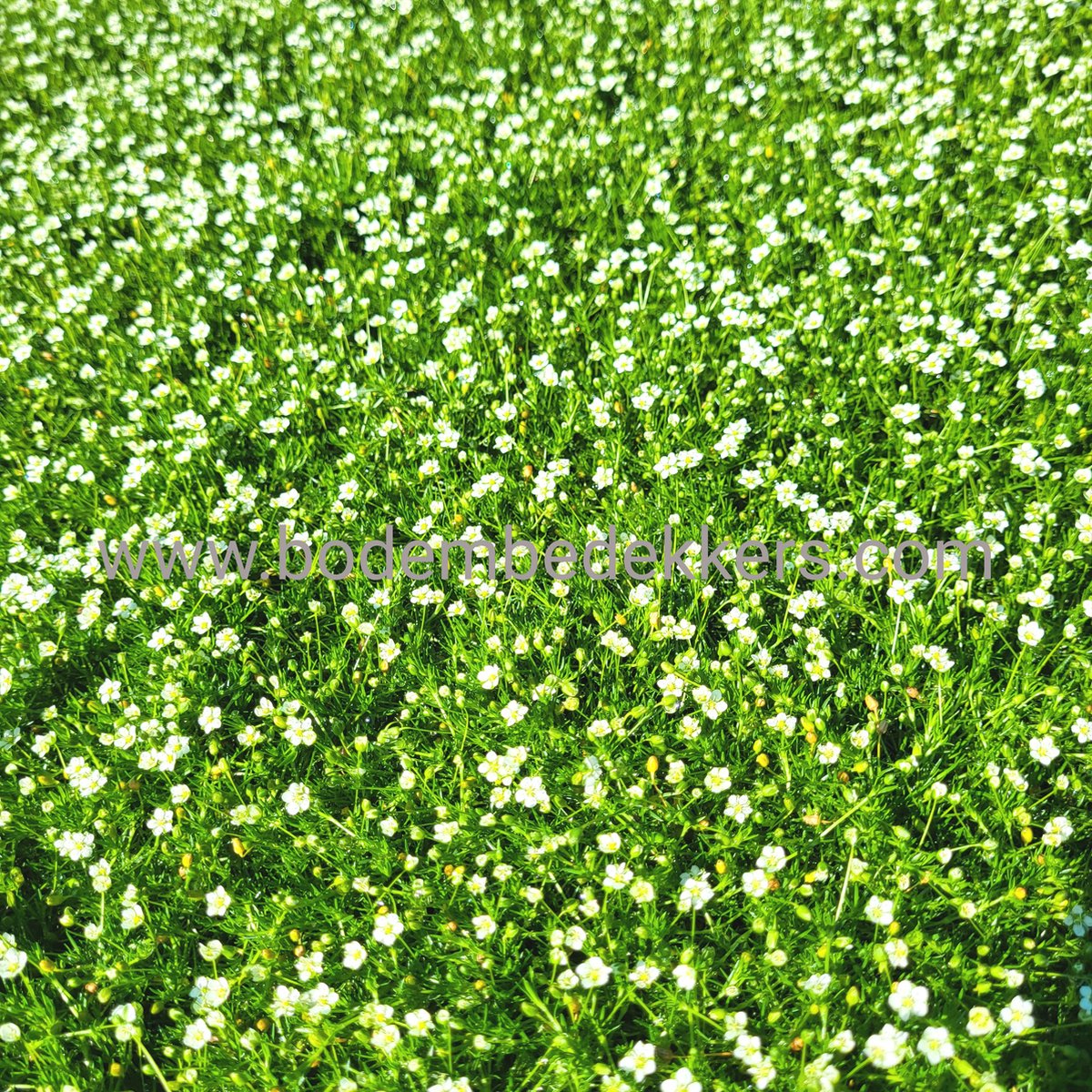 24x (stuks) Sagina sub. 'Supreme' 9cm pot - Bodembedekker - Tuinplant - Winterhard - Groenblijvend - Groen