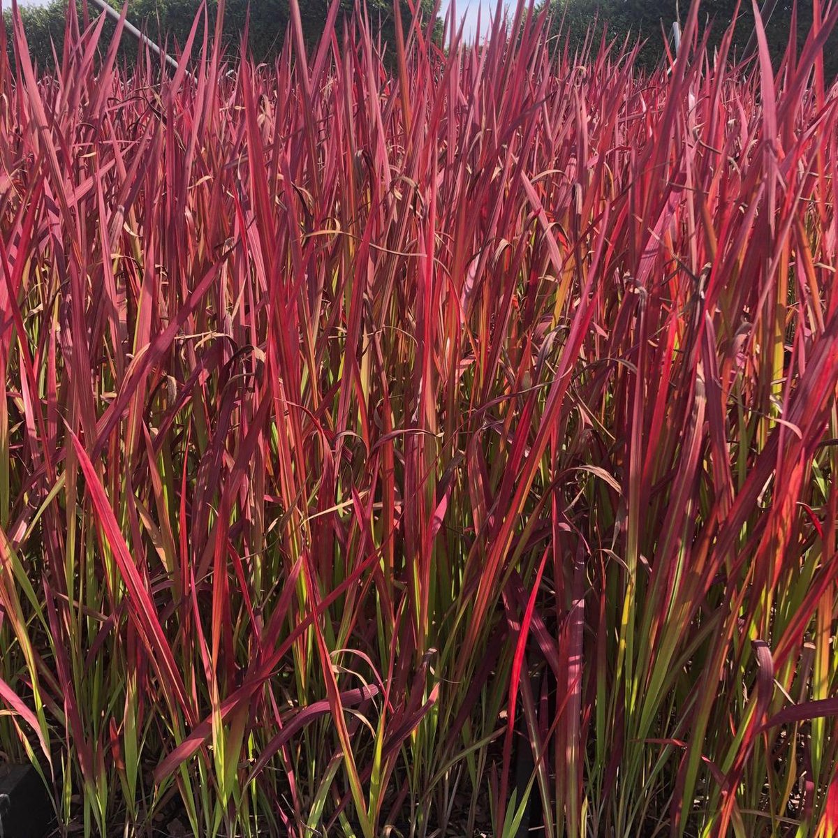 12x Imperata cylindrica Red Baron - Japans Bloedgras in p9 (0,5 liter) pot