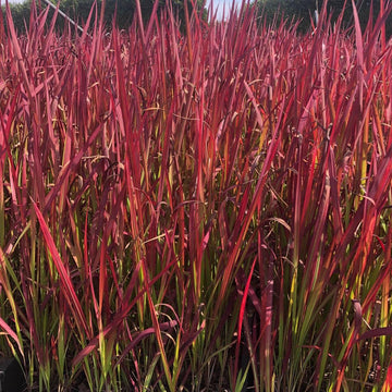 12x Imperata cylindrica Red Baron - Japans Bloedgras in p9 (0,5 liter) pot