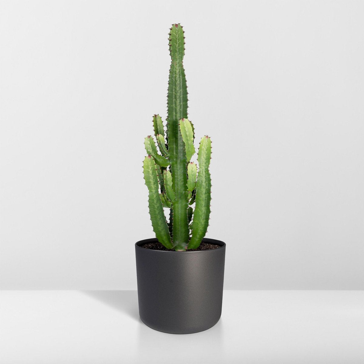 Cactus Euphorbia Acrurensis - Kamerplant - stekelig cactus voor binnen - 90cm