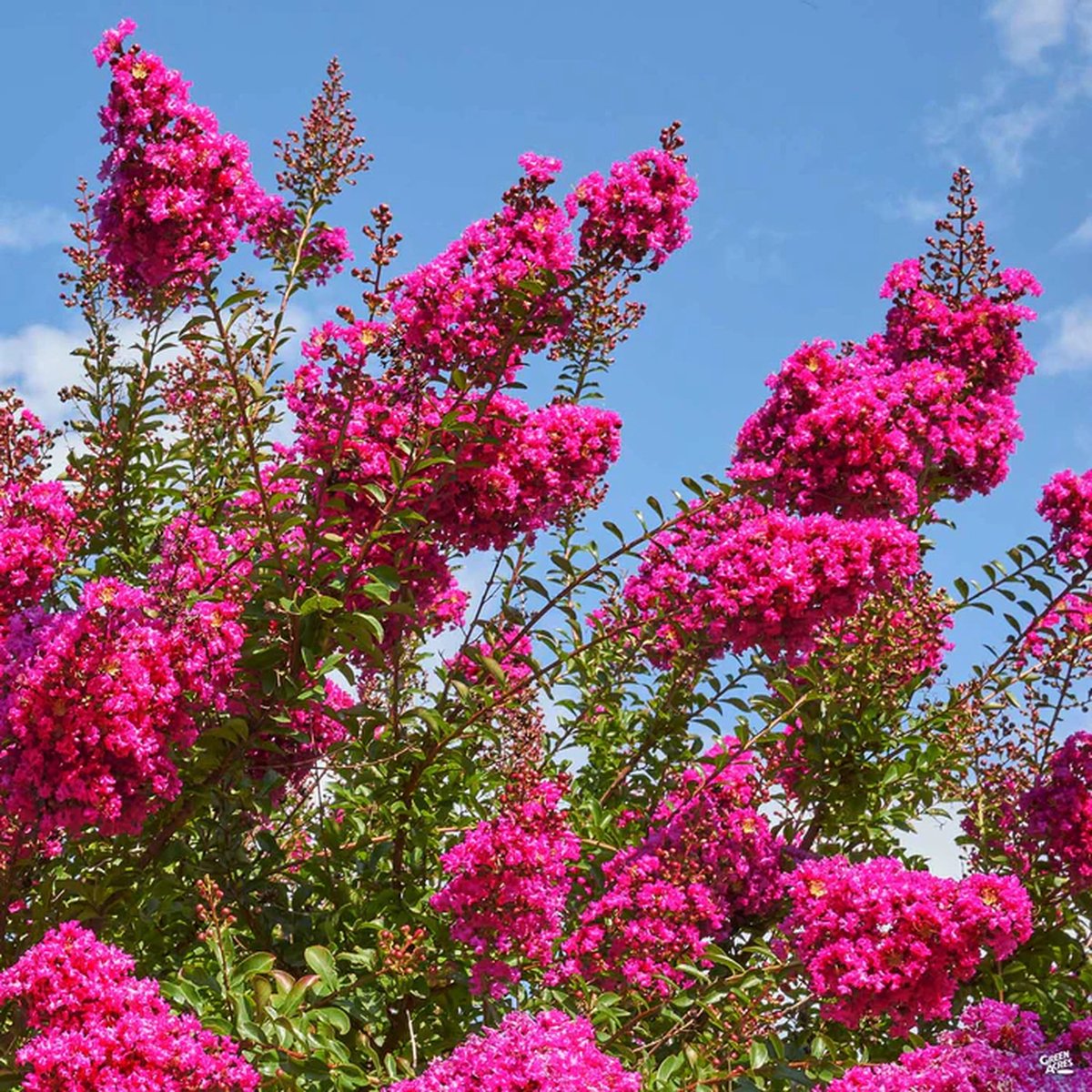 Lagerstroemia indica ‘Pink‘s Perfect Beauty‘ 100-125 cm in pot