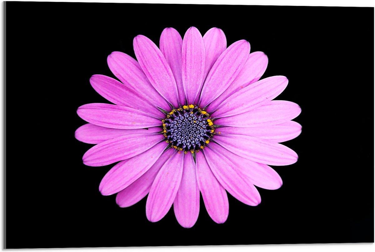 Acrylglas - Bloem - Roze - Bladeren - 75x50 cm Foto op Acrylglas (Met Ophangsysteem)
