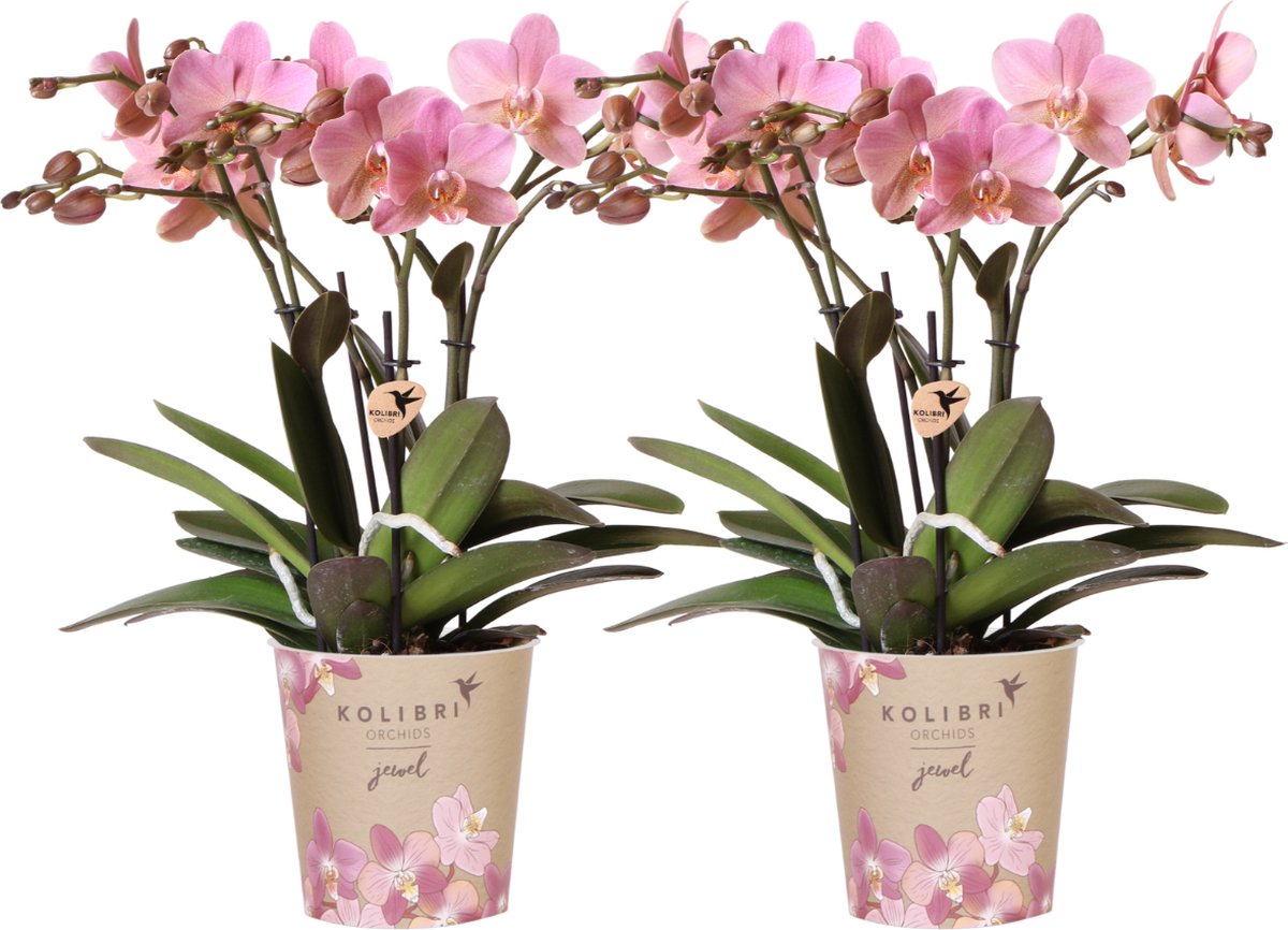 SET van 2 Vlinder Orchideeën Treviso, Kleur Oud Roze, Bloeiende Kamerplant, Phalaenopsis Orchideeën, Potmaat Ø12cm