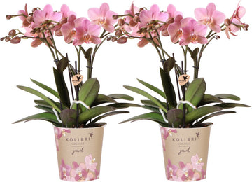 SET van 2 Vlinder Orchideeën Treviso, Kleur Oud Roze, Bloeiende Kamerplant, Phalaenopsis Orchideeën, Potmaat Ø12cm