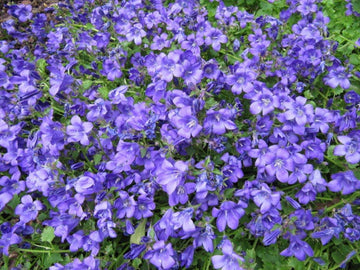 12x Campanula Portenschlagiana - Klokjesbloem in p9 (0,5 liter) pot