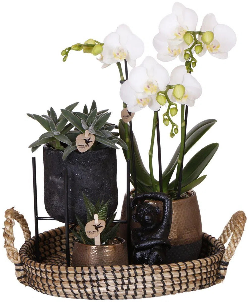 Gift set Home Hub | Plantenset met Phalaenopsis Orchidee en Succulenten incl. keramieken sierpotten