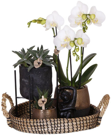 Gift set Home Hub | Plantenset met Phalaenopsis Orchidee en Succulenten incl. keramieken sierpotten