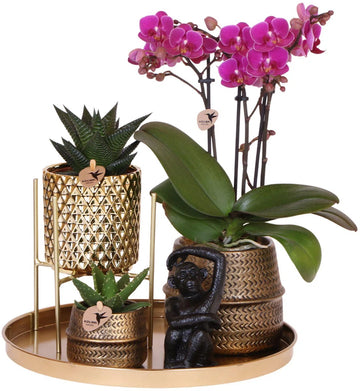 Gift set Hotel Chic | Plantenset met paarse Phalaenopsis Orchidee en Succulenten incl. keramieken sierpotten -