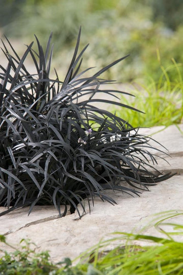 12x Ophiopogon planiscapus Niger - Zwarte Slangenbaard in p9 (0,5 liter) pot