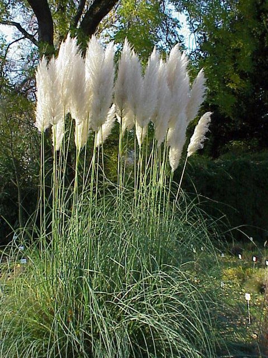 4x Cortaderia selloana - Pampasgras in 3 liter kweekpotten