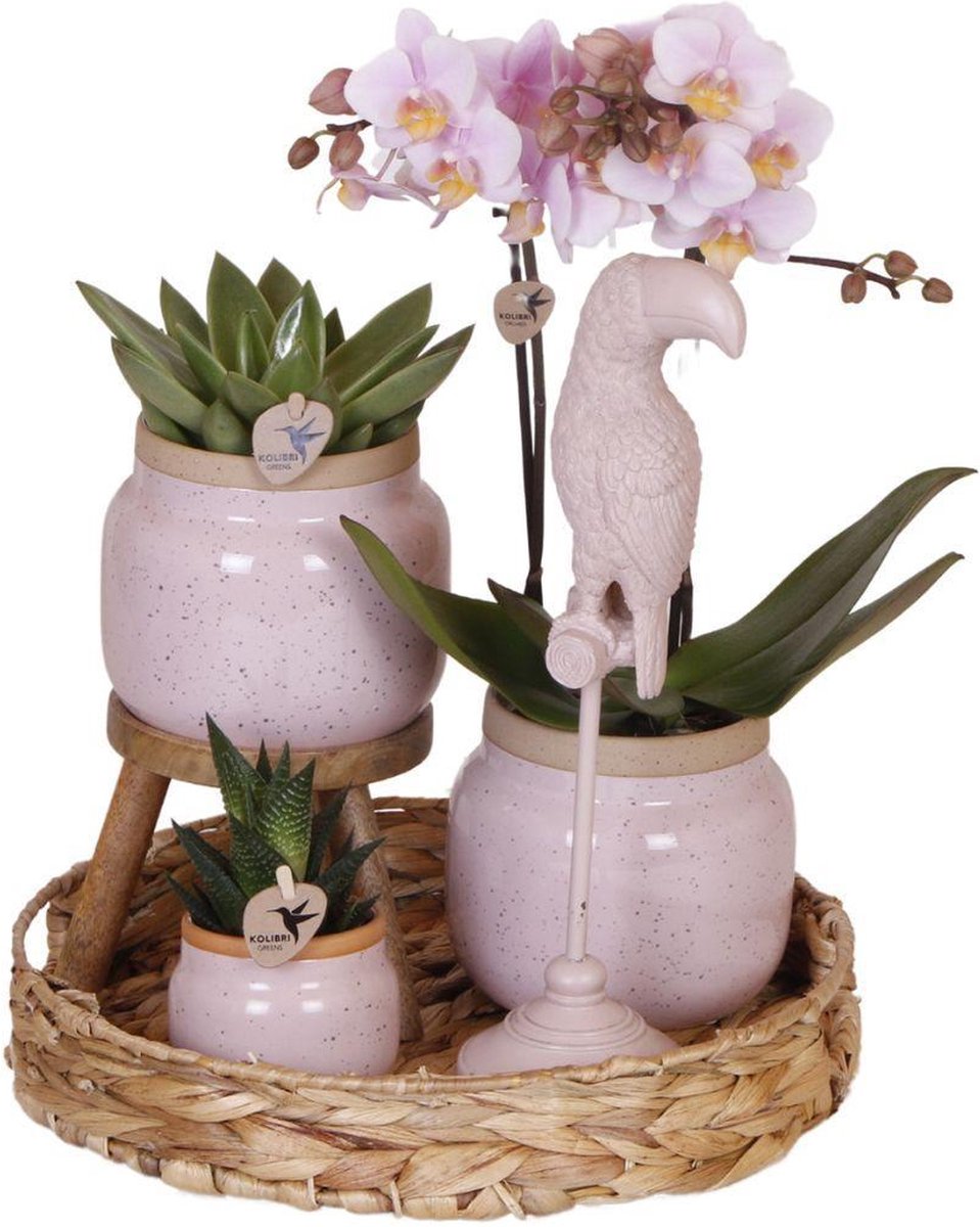 Gift set Romantic| Plantenset met roze Phalaenopsis Orchidee en Succulenten incl. keramieken sierpotten