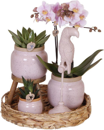 Gift set Romantic| Plantenset met roze Phalaenopsis Orchidee en Succulenten incl. keramieken sierpotten