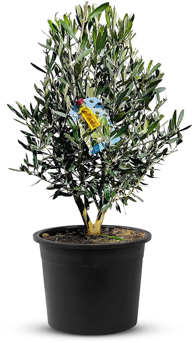 Olijfboom - Olea Europea - Olijfstruik - Winterhard - Pot ⌀ 20cm - Hoogte 70-80cm