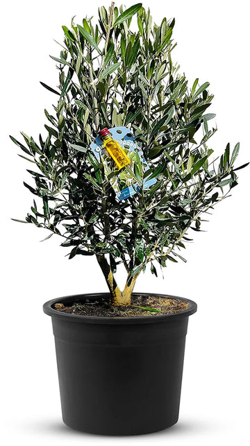 Olijfboom - Olea Europea - Olijfstruik - Winterhard - Pot ⌀ 20cm - Hoogte 70-80cm
