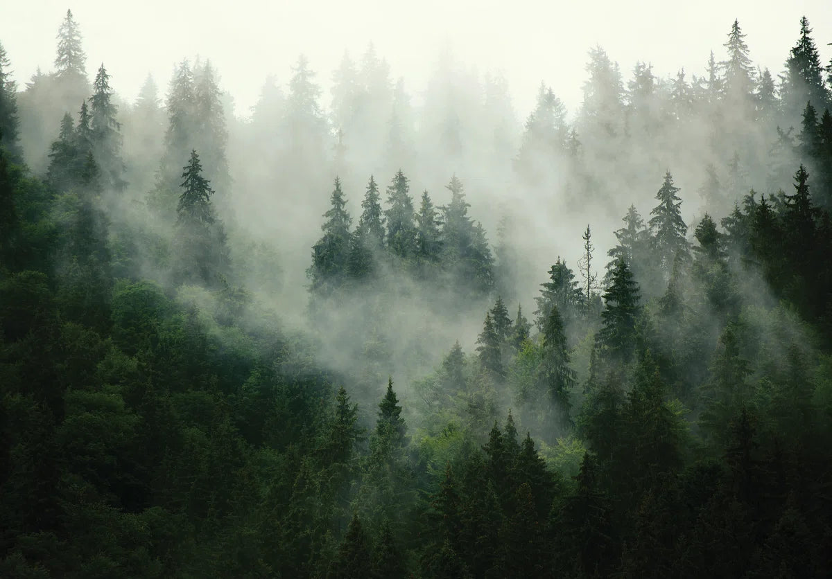 Fotobehang - Vlies Behang - Mistig Bos - Dennenbos in de Mist - 368 x 254 cm