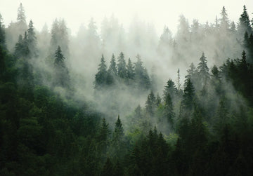 Fotobehang - Vlies Behang - Mistig Bos - Dennenbos in de Mist - 368 x 254 cm