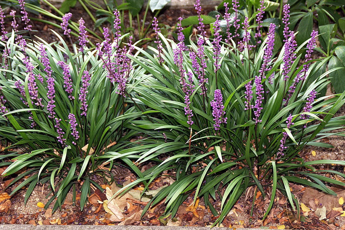 12x Liriope muscari 'Royal Purple' - Leliegras in p9 (0,5 liter) pot