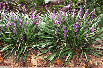 12x Liriope muscari 'Royal Purple' - Leliegras in p9 (0,5 liter) pot