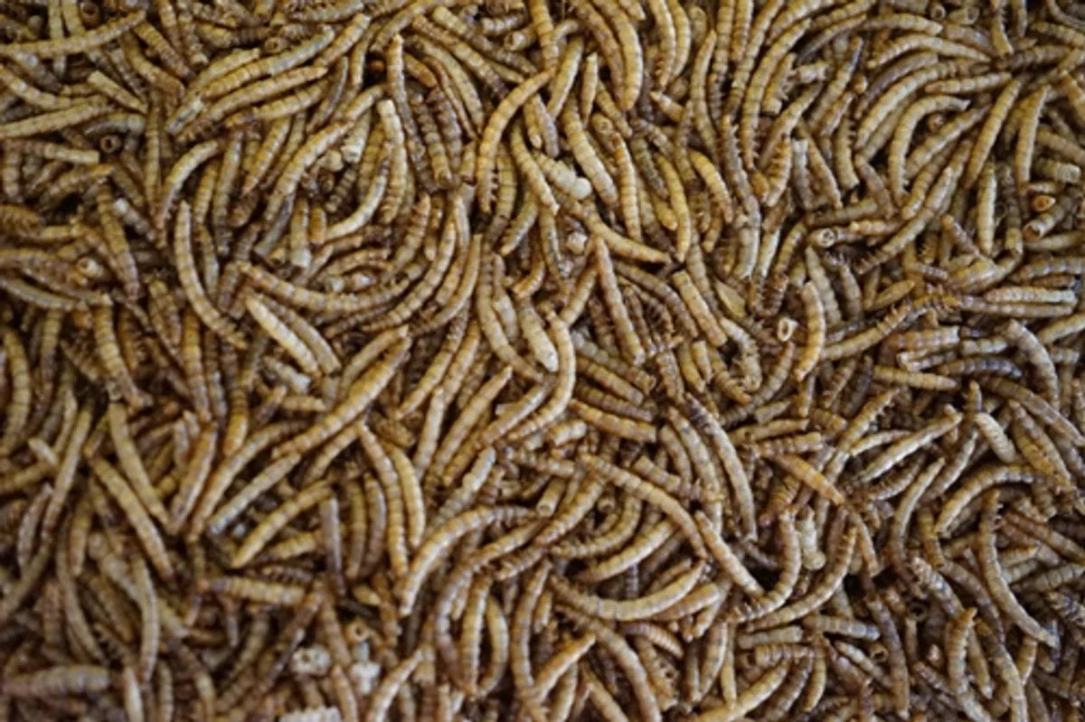Meelwormen (60 Liter)(10KG)